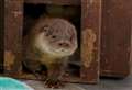 Vulnerable otter cub on road to recovery after rescue in Suffolk