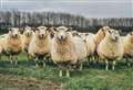 Measures in place as deadly virus detected in sheep